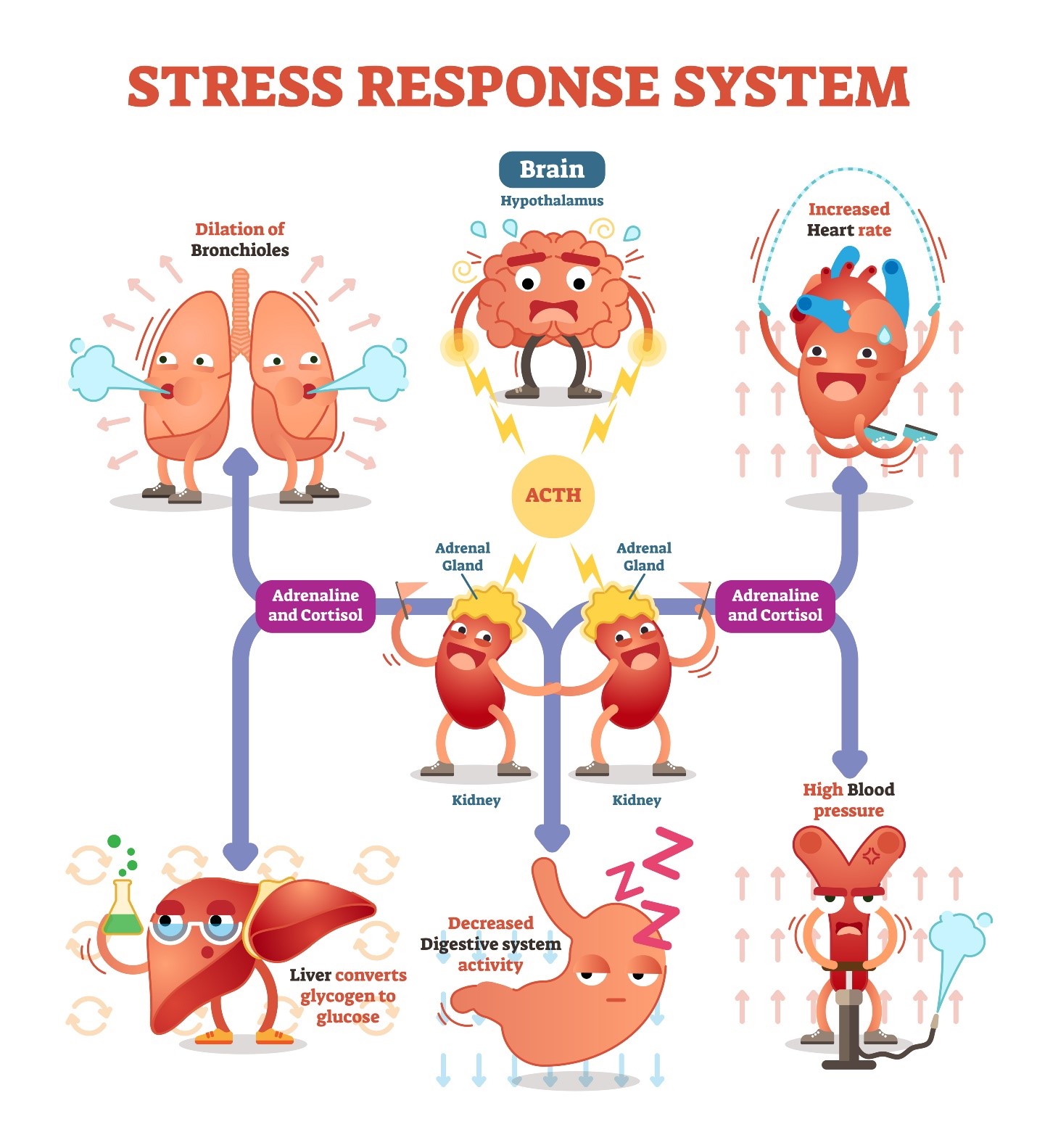 Стресс реакция гормоны. Физиология стресса. Стресс система схема. Стресс иллюстрации. Адреналин гормон стресса.